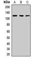 TRIM28 / KAP1 Antibody