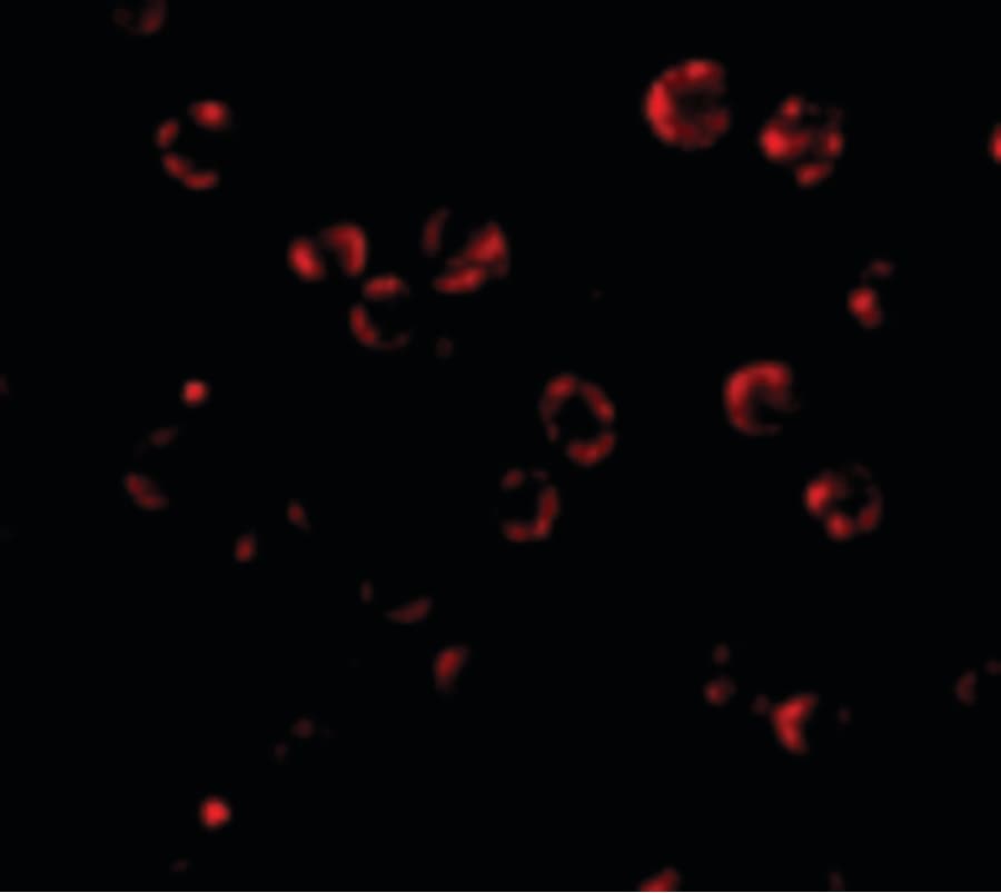 RNASEH2A Antibody