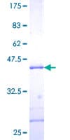 Human SUMO3 Protein (Recombinant GST)
