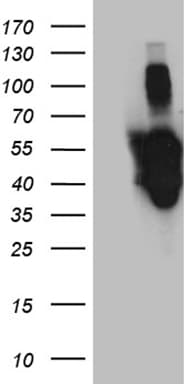 PXN / Paxillin Antibody (clone OTI1H10, Carrier-free)