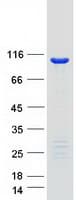 Human COPB2 / Beta-COP Protein (Recombinant Myc-DDK (Flag))