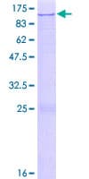 Human ZNF226 Protein (Recombinant GST)