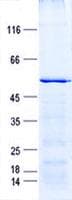 Human MRAP2 Protein (Recombinant GST, N-terminus + His, C-terminus)