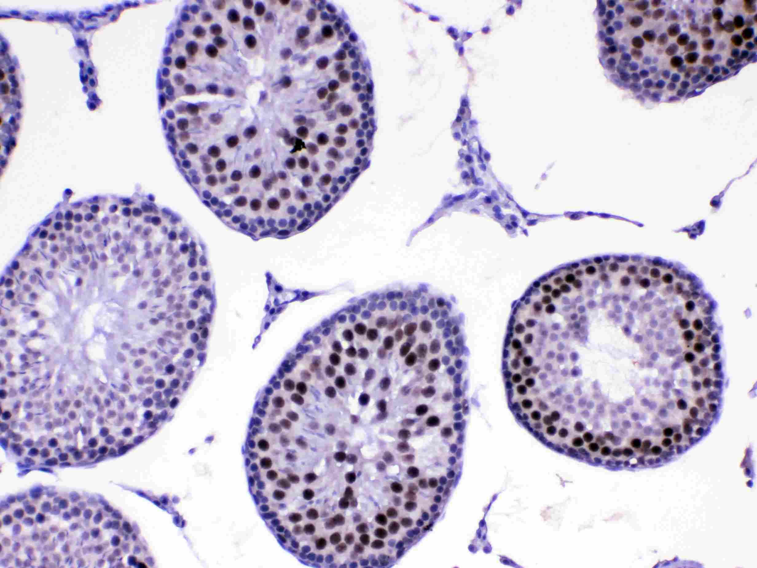 MED8 Antibody