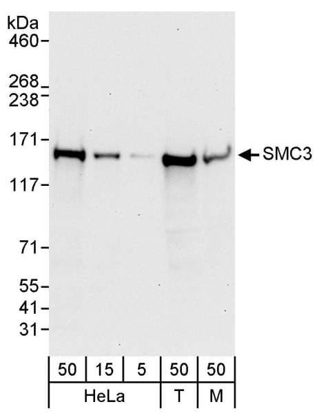 SMC3 / HCAP Antibody (aa325-375)