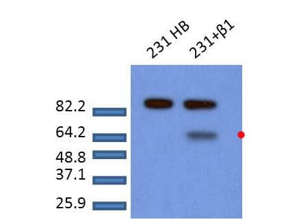 SMAD2 Antibody (phospho-Ser465/467)