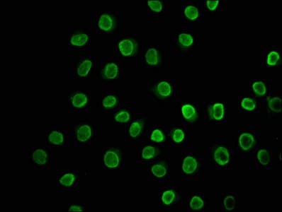 HIST1H3A Antibody