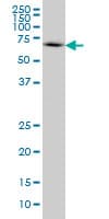 WASL / N-WASP Antibody (clone 5F4)