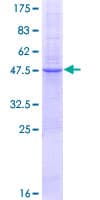 Human CO-029 / TSPAN8 Protein (Recombinant GST)