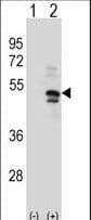 USP14 Antibody (aa1-30)