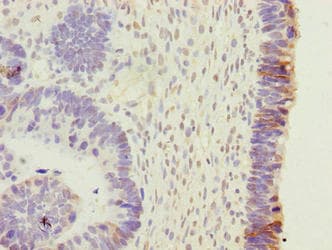 EFR3B Antibody
