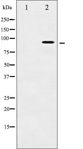 AHR Antibody (phospho-Ser36)