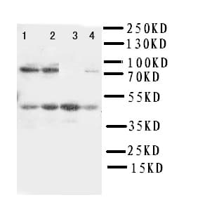 BMI1 / PCGF4 Antibody (aa136-152)