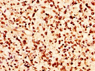 HIST1H2AI Antibody