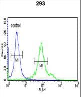 CYP27B1 Antibody (aa482-508)