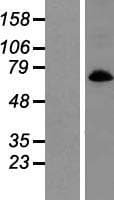 Human SLC6A9 / GLYT1 Protein (Over-Expression Lysate Myc-DDK (Flag))