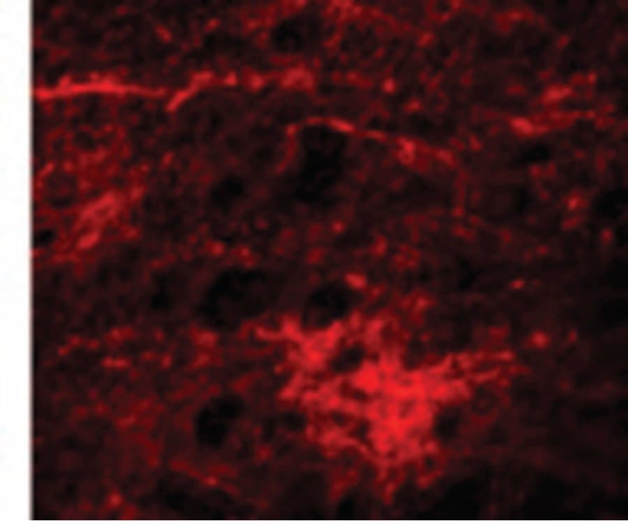 IHC-plus™ SIPA1L3 Antibody
