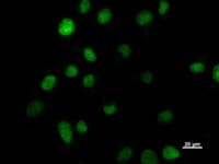 Monoclonal Mouse anti-Human HOXC9 Antibody (clone HOXCA6E6, IF, WB)