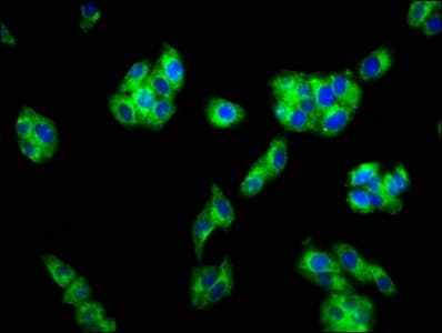 FFAR1 / GPR40 Antibody