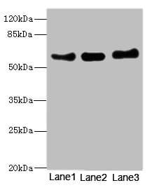 VANGL1 Antibody