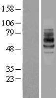 IL7R / CD127 Protein (Over-Expression Lysate Myc-DDK (Flag))