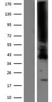 PTAFR / PAF Receptor Protein (Over-Expression Lysate Myc-DDK (Flag))