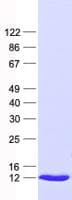 Human RPL38 / Ribosomal Protein L38 (Recombinant His, N-Terminal)