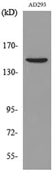 PNPLA6 / NTE Antibody