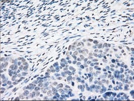 PPP5C Antibody (clone OTI6F1, Carrier-free)