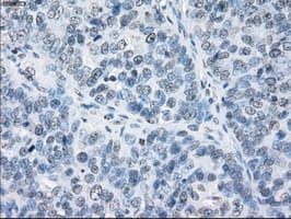 CD32A Antibody (clone OTI9C6, Carrier-free)