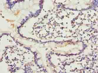Polyclonal Rabbit anti-Human ARL6IP1 / ARMER Antibody (IHC)