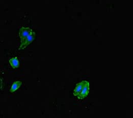 MCA32 Antibody