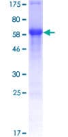Human TCF4 Protein (Recombinant GST)