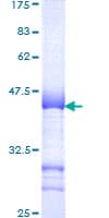 Human SMARCC1 / SWI3 Protein (Recombinant GST, N-terminus)