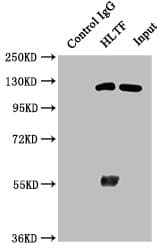 Polyclonal Rabbit anti-Human SMARCA3 / HLTF Antibody (IHC, WB)
