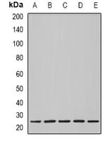 NOL3 / ARC Antibody