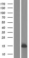 PLGLB1 Protein (Over-Expression Lysate Myc-DDK (Flag))
