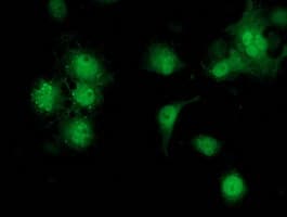 Monoclonal Mouse anti-Human STAT4 Antibody (clone OTI1G9, IF, WB)