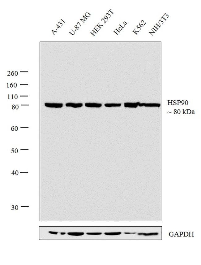 HSP90 / Heat Shock Protein 90 Antibody (clone MBH90AB)