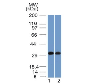 NPM1 / NPM / Nucleophosmin Antibody (clone NPM1/1902, Azide-free, BSA-free)