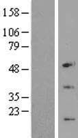CENPW / C6orf173 Protein (Over-Expression Lysate Myc-DDK (Flag))