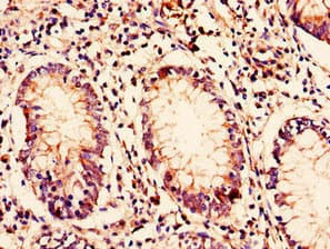 Polyclonal Rabbit anti-Human C10orf32 Antibody