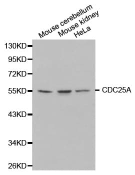 CDC25A Antibody