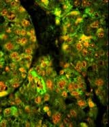 CD38 Antibody (aa241-270)