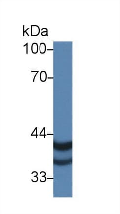PSG2 Antibody (aa35-335, PE)