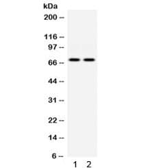 EIF2AK2 / PKR Antibody