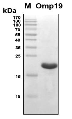 Brucella abortus omp19 Protein (Recombinant 6His, N-terminus)