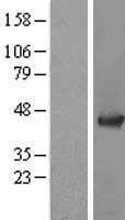ADRM1 Protein (Over-Expression Lysate Myc-DDK (Flag))