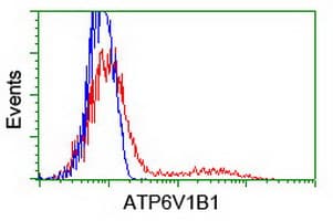 ATP6V1B1 Antibody (clone OTI6D2)