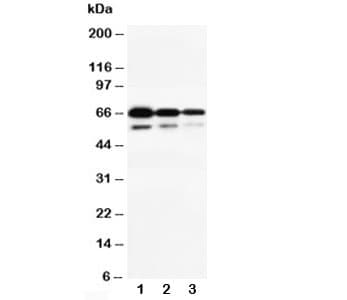 CD34 Antibody (aa366-382)